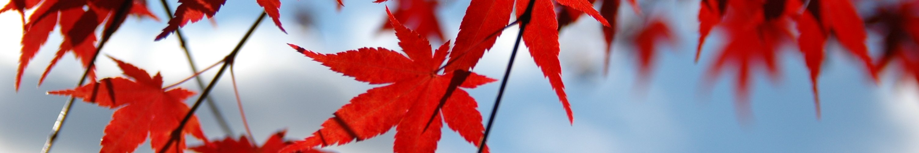 東白川の気象情報(写真:秋/紅葉)