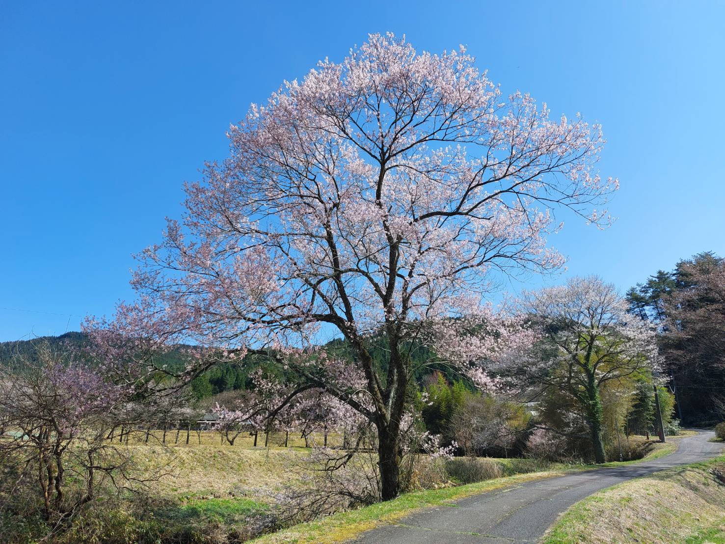 画像：記事名が入ります。