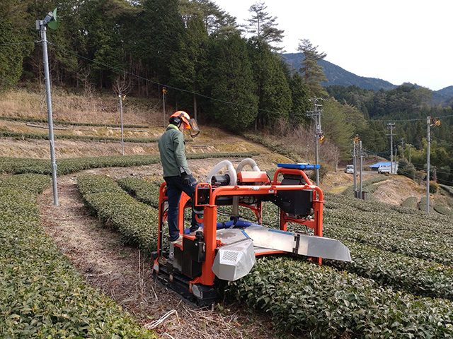 写真:乗用での整枝作業