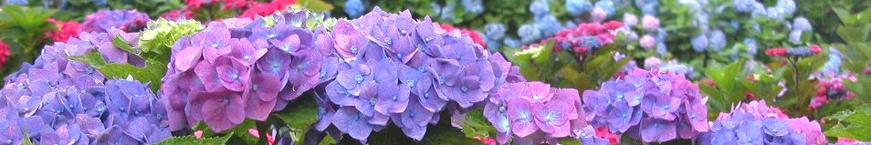 村長室へようこそ:(写真:村内の風景/アジサイ)
