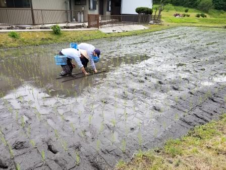 田植え