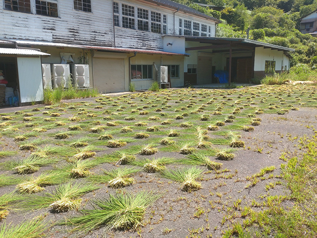 写真:刈り取った藁を干す様子