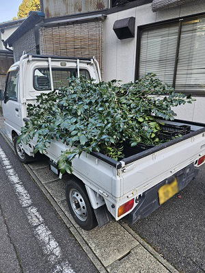 写真:軽トラいっぱいの榊