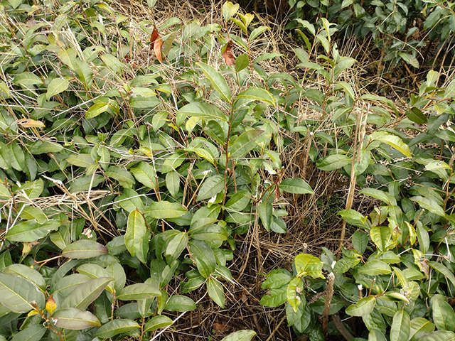 写真:茶樹の間に生える雑草