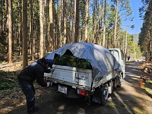 写真:トラックの荷台いっぱいに積み込んだ杉の葉