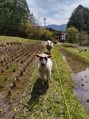 写真:友人が飼っているヒツジ2頭