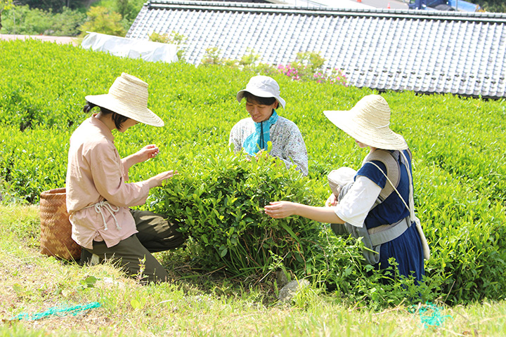 写真:大門茶の茶摘み