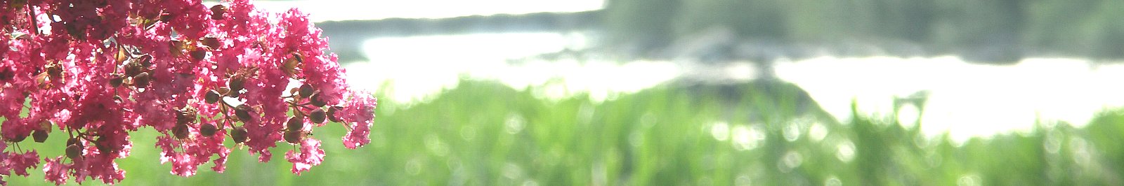 村長室へようこそ(写真:東白川村の風景/サルスベリ)