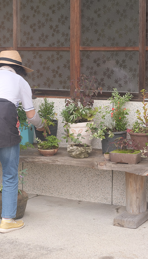 写真:山野草の会にて(寄せ植えした鉢[作品]の数々)