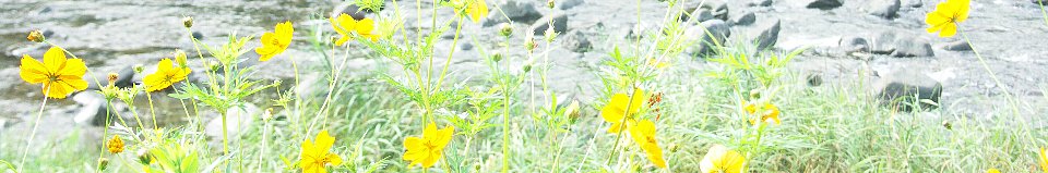 村長室へようこそ(写真:東白川村の風景/清流白川とキバナコスモス))