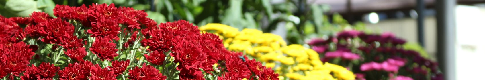 村長室へようこそ(写真:菊花展の菊の花)