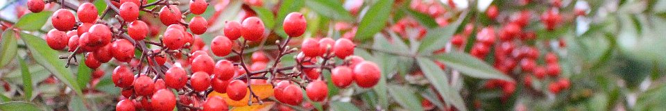 村長室へようこそ(写真:お松さま祭りに出品されている南天)