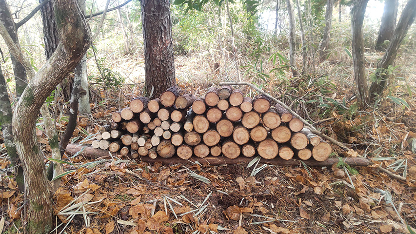 薪づくり(写真:つざんだ薪)