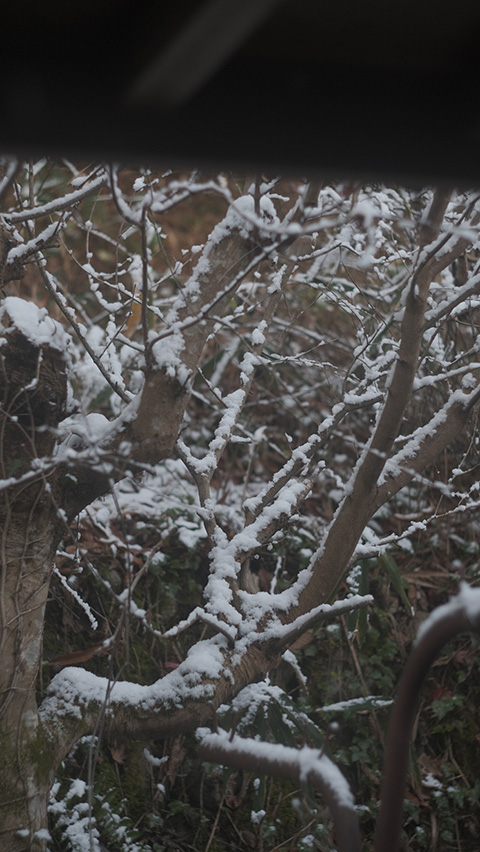 写真:木々に積もった雪