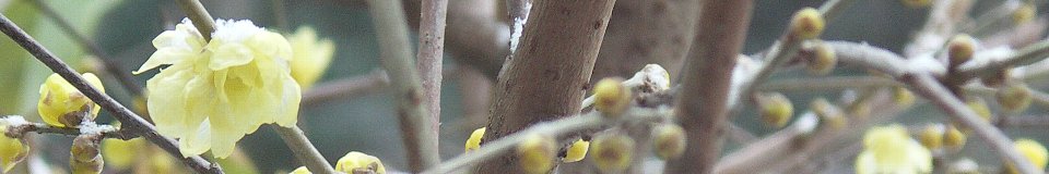 村長室へようこそ(写真:ロウバイの花)