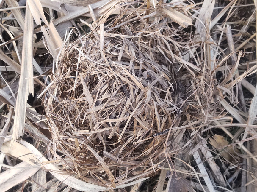 写真:草刈り中に見つけたカヤネズミの巣