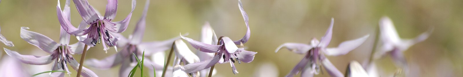 村長室へようこそ(写真:カタクリの花)