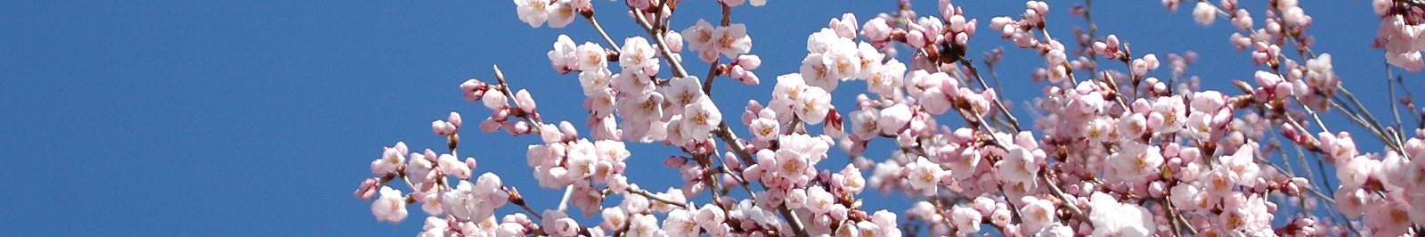 村長室へようこそ(写真:サクラの花)