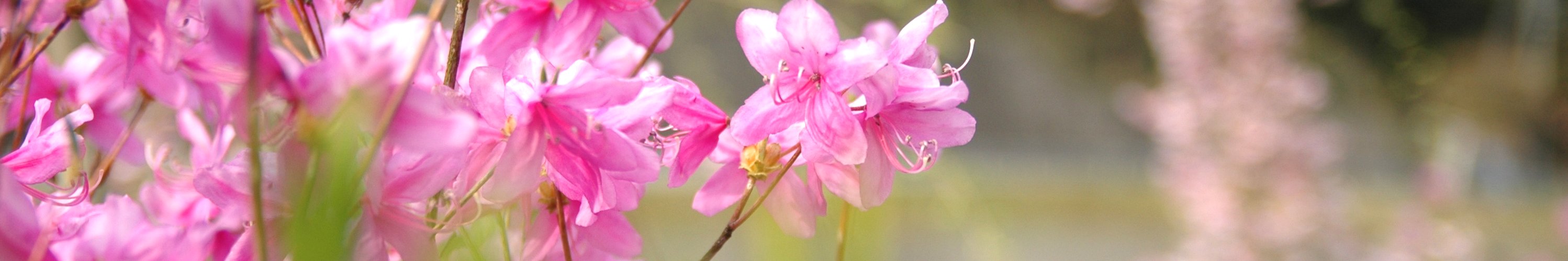 村長室へようこそ(写真:ミツバツツジの花)