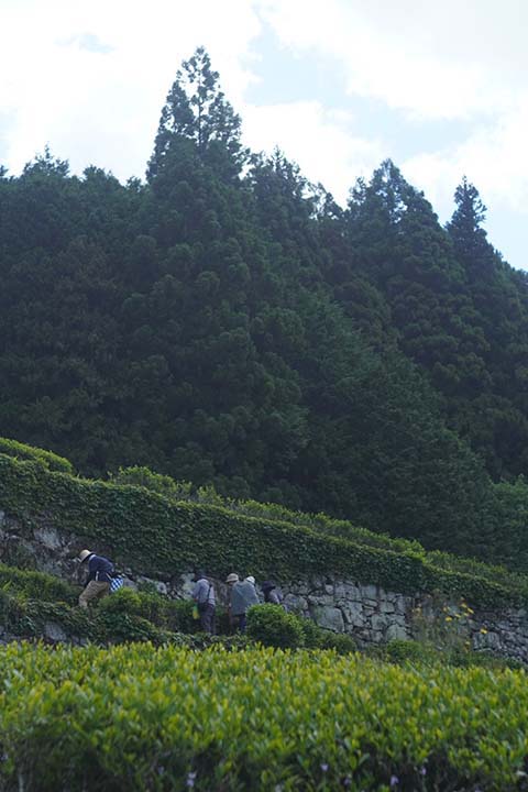 写真:お茶畑で茶摘みをしているみなさん